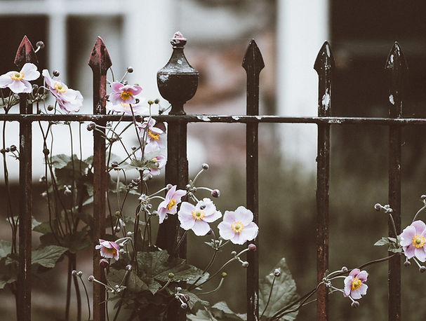 Flowers by Fence