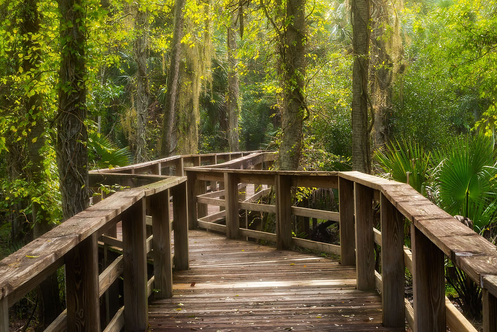 Sunlit wooden boardwalk winds through a lush green forest, surrounded by tall trees and dense foliage in a peaceful scene