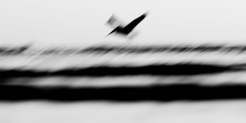Blurred black-and-white abstract image of a bird-like shape above dark horizontal bands on a white background.