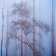 Red oak tree in the forest during an extremely foggy morning during blue hour, with straight pine trees lining the background and drifting into the fog. In rural St Augustine Florida on County Road 214.