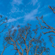 Bare oak trees against a dark blue sky background during blue hour.