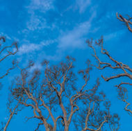 Bare oak trees against a dark blue sky background during blue hour.