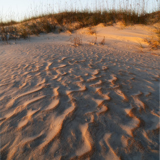 Florida Sand Dunes