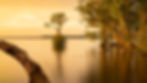 Golden sunset over a calm lake with cypress trees draped in Spanish moss and a fallen log in the foreground.