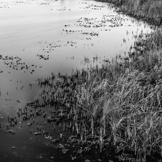 Buck Lake Shore Line - Mims Florida