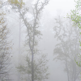 Woodland fog photography in St Augustine Florida