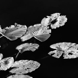 Lilly Pads Black & White at Buck Lake