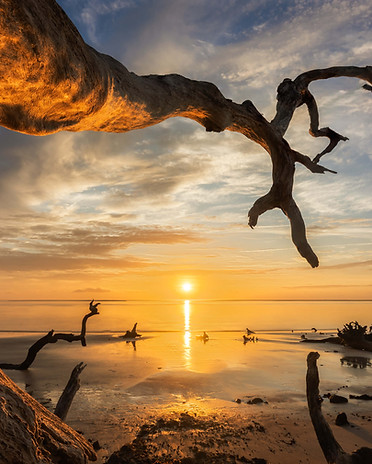 Driftwood during sunrise at Black Rock Beach on Big Talbot Island.