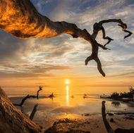 Hunating tree skeletons creep into the image of the Atlantic Ocean during sunrise. A golden sun illuminates the foreground tree textures.