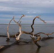 A lone seagull on driftwood in Big Talbot Island.