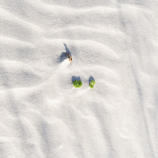 Anastasia Island Dunes Patterns