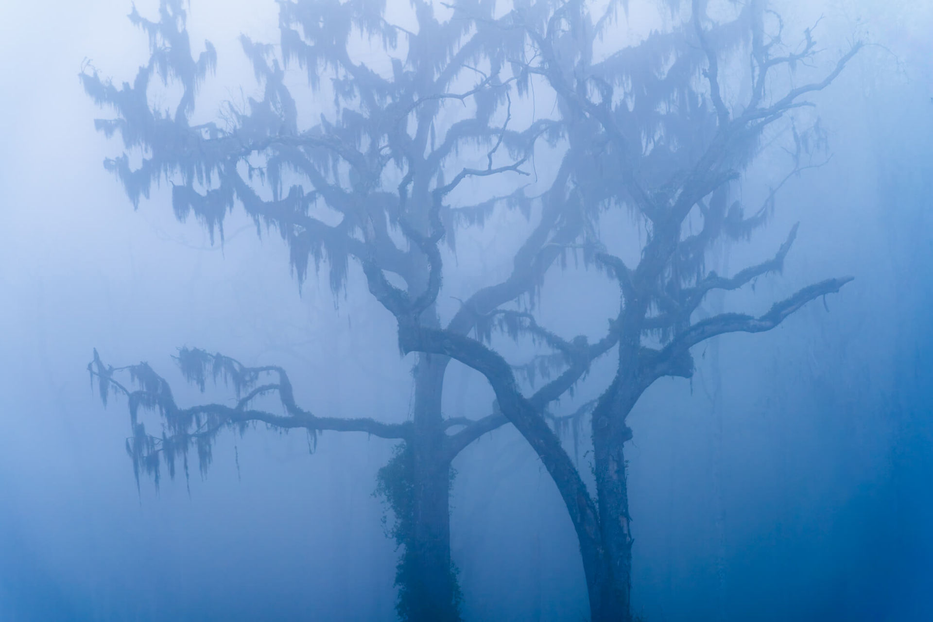 2 Haunting oak trees in dark blue moody fog.