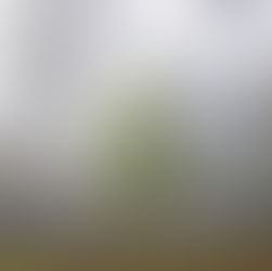 Woodland fog photography in St Augustine Florida