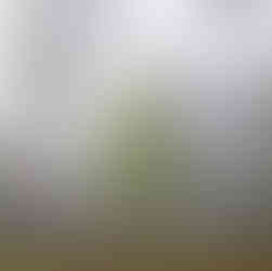 Woodland fog photography in St Augustine Florida