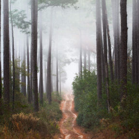 Forest road drifting into fog with pine trees along the side.