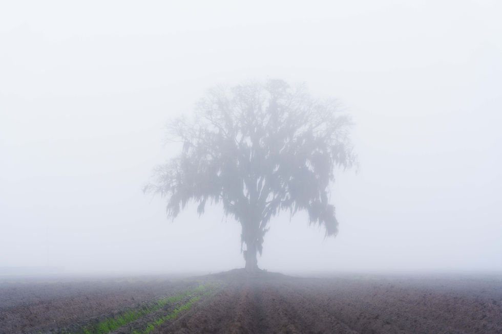 Lone tree in a foggy plowed field, its silhouette fading into white mist; quiet, eerie, muted scene in St Augustine Florida.