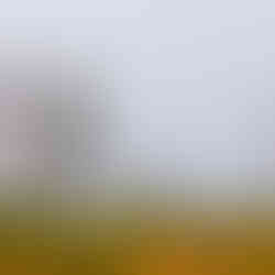 Woodland fog photography in St Augustine Florida