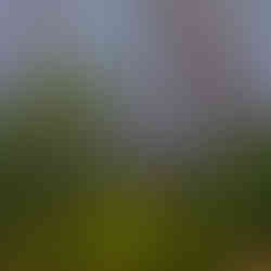 St Augustine Woodland and Fog