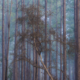 Woodland fog photography in St Augustine Florida