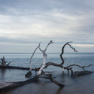A seagull sits alone on a driftwood tree skeleton in Big Talbot Island state park.