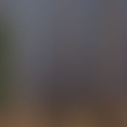 Woodland fog photography in St Augustine Florida