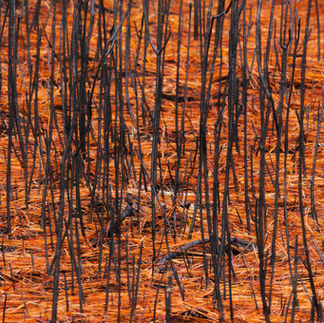 Prescribed burn in St Augustine Florida