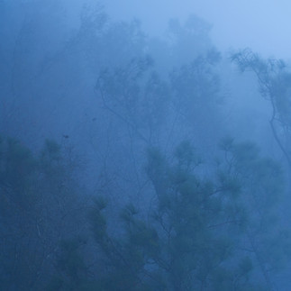 Dense fog in St Augustine woodland