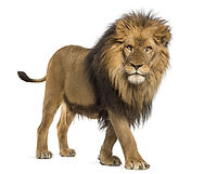 Side view of a Lion walking, looking at the camera, Panthera Leo, 10 years old, isolated o