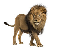 Side view of a Lion walking, Panthera Leo, 10 years old, isolated on white.jpg