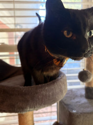 🐱🎉 Happy National Cat Day from Token & Friends Pet Services LLC! 🎉🐱
