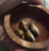 Cowries