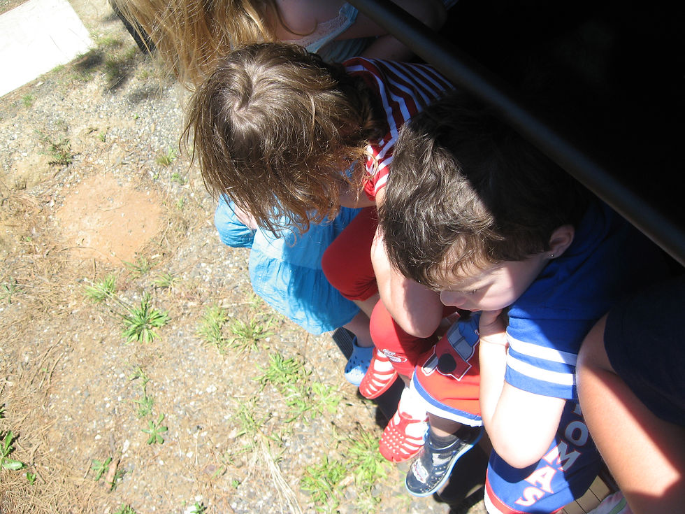 Puffing Billy ride