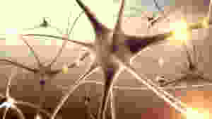 sinapsi