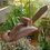 Thumbnail: Hand Carved Big Bird Hanging