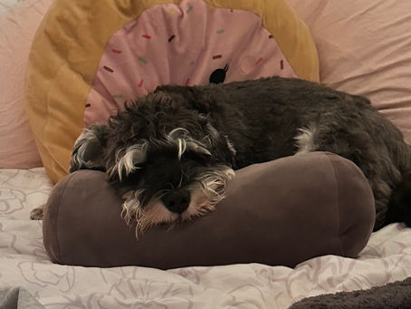 A dog sleeping on a cushion.