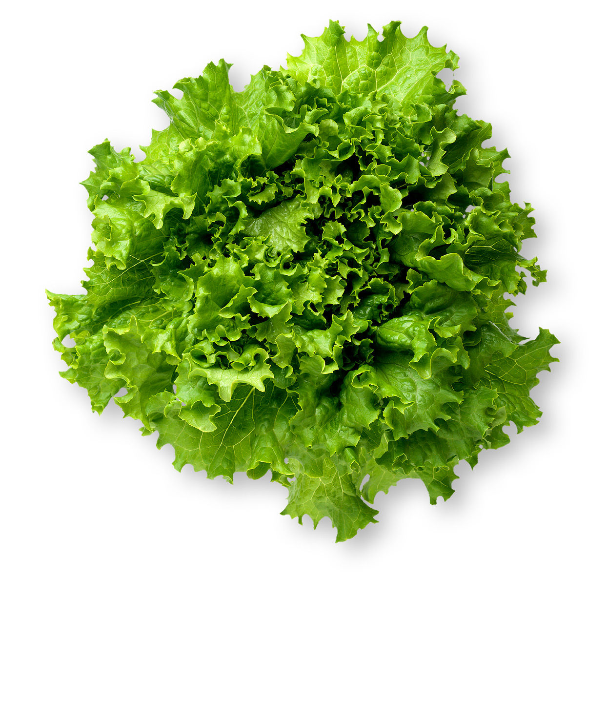 Leaf Lettuce