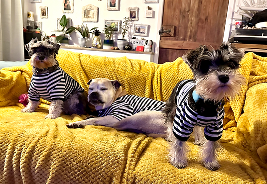Striped dogs