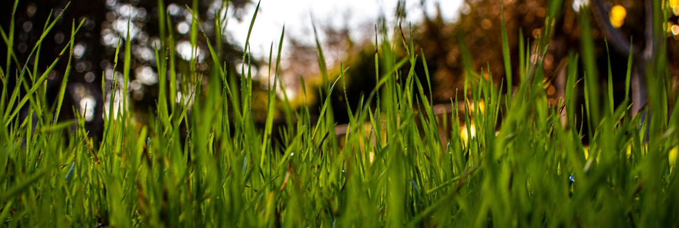 about us_lawn-edited.jpg