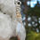 Thumbnail: Champagne Aura Quartz & Citrine in .925 Sterling Silver