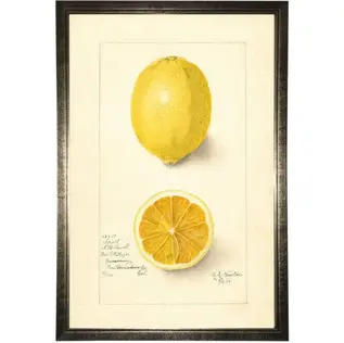 lemon-study-in-pewter-shadowbox-21x29-3614.webp