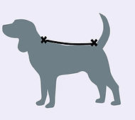 back length.png