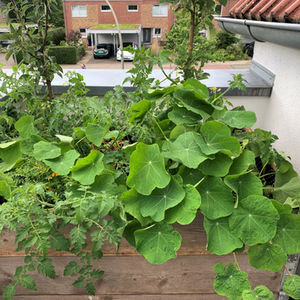 Üppig bepflanztes Hochbeet.