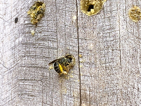 Wildbiene bei der Arbeit.jpg