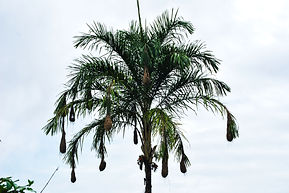 Amazonian Birding Adventure with Experts - Tarapoto Amazonas JT.jpg
