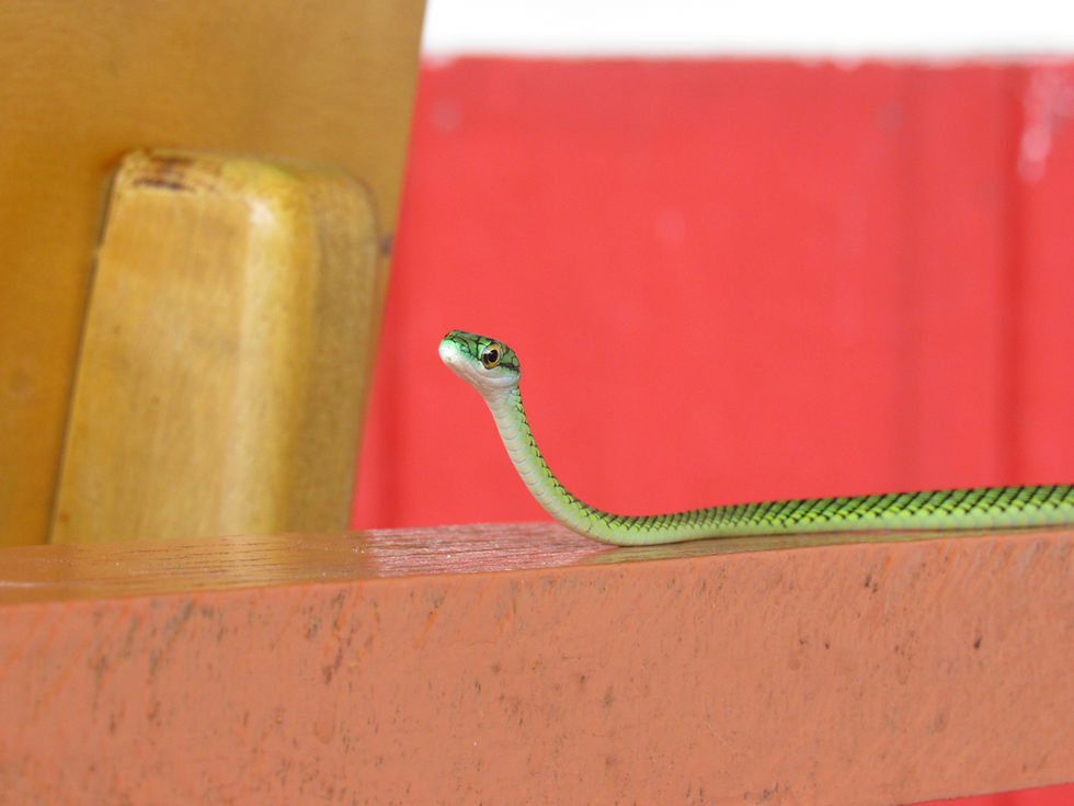 Wildlife in Amazonas Colombia