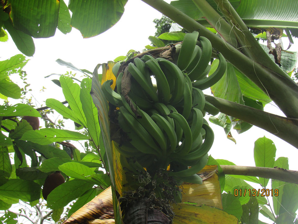 Plantein Amazonas COlombiano