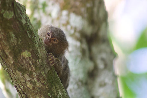 Cebuella pygmaea - Tití Pigmeo - Pygmy Marmoset Humedal protect IANE wetland in Leticia wi
