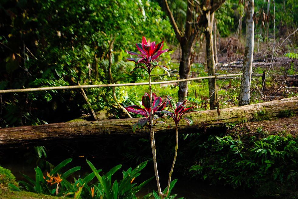 Amazonas Colombia Jungle Tour