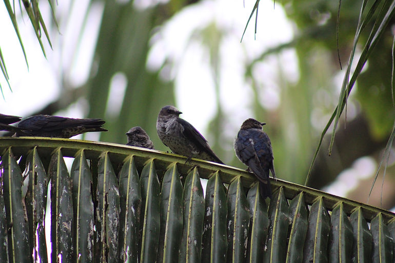 Southern Martin - Progne elegans - Stefany Sanchez.JPG
