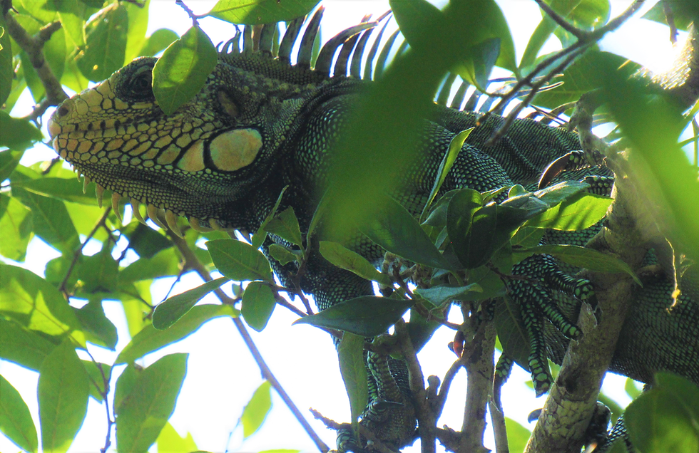 TARAPOTO AMAZONAS JUNGLE TOURS